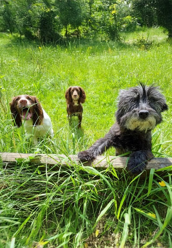 James' three dogs, Fern, Lily and Tinks